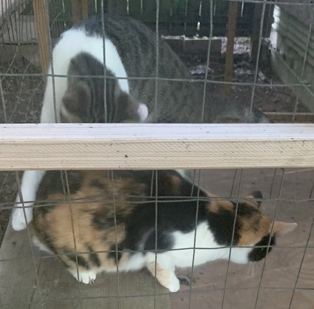 shannonminter5's tweet image. Squeaky loves Piper. #NotSubtle