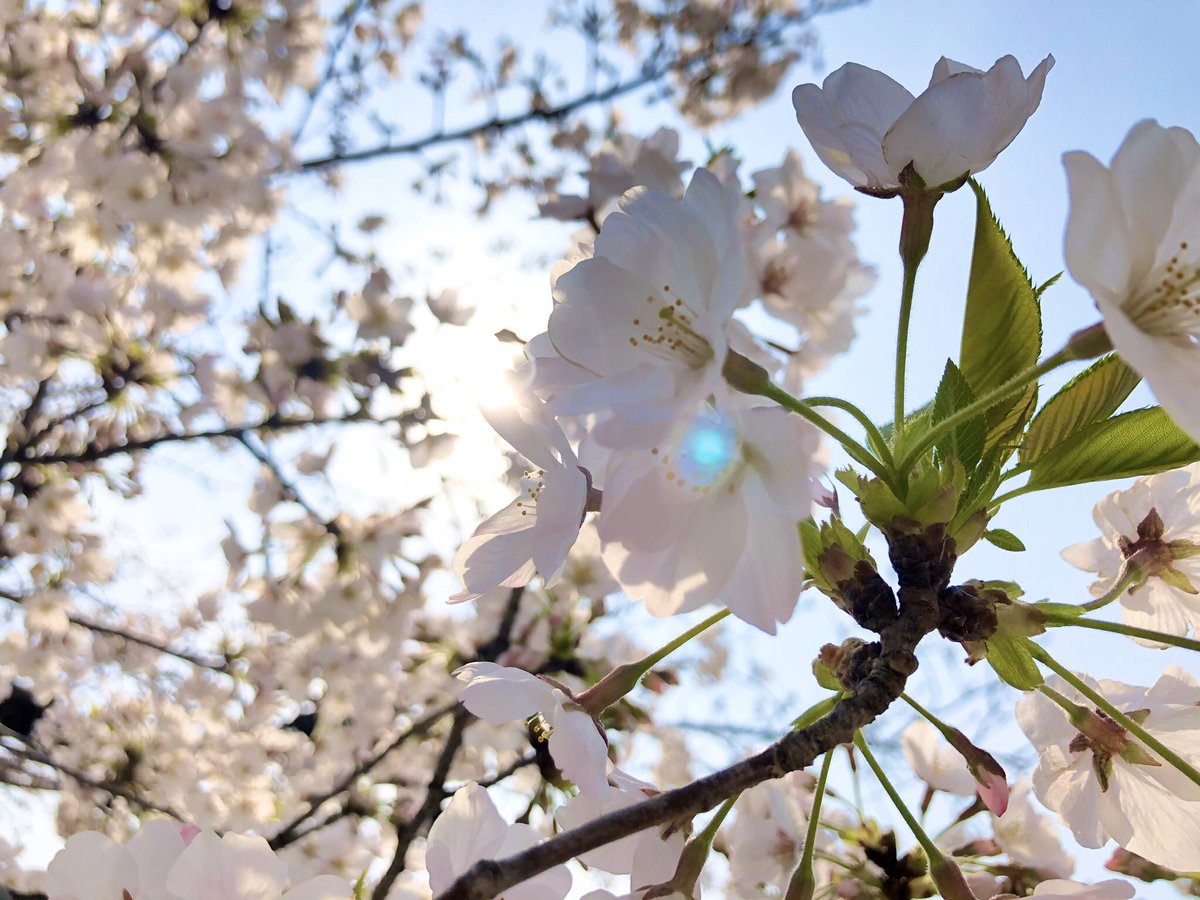 photo_ck's tweet photo. 今シーズン最初で最後の桜の写真
来年はもっとゆっくり見れるといいな…
#iPhoneカメラ
#桜 https://t.co/KyEE3F8CVo