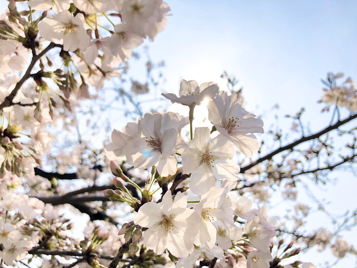 photo_ck's tweet photo. 今シーズン最初で最後の桜の写真
来年はもっとゆっくり見れるといいな…
#iPhoneカメラ
#桜 https://t.co/KyEE3F8CVo