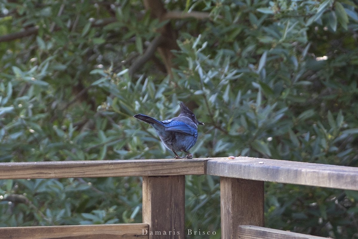 I call this one Hitch (as in "You've got a hitch in your git-along") on account of that bum right foot. They're one of several Steller's Jays who live in the neighborhood. 2/