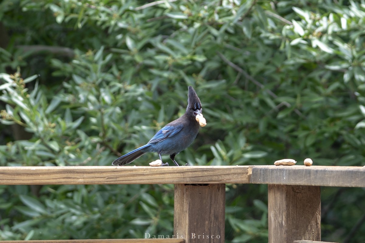 Another Steller's Jay showed up this afternoon. I was out on the balcony this time, and Jay did NOT APPROVE. Grabbed a peanut and flew off into the trees to eat in peace. 4/