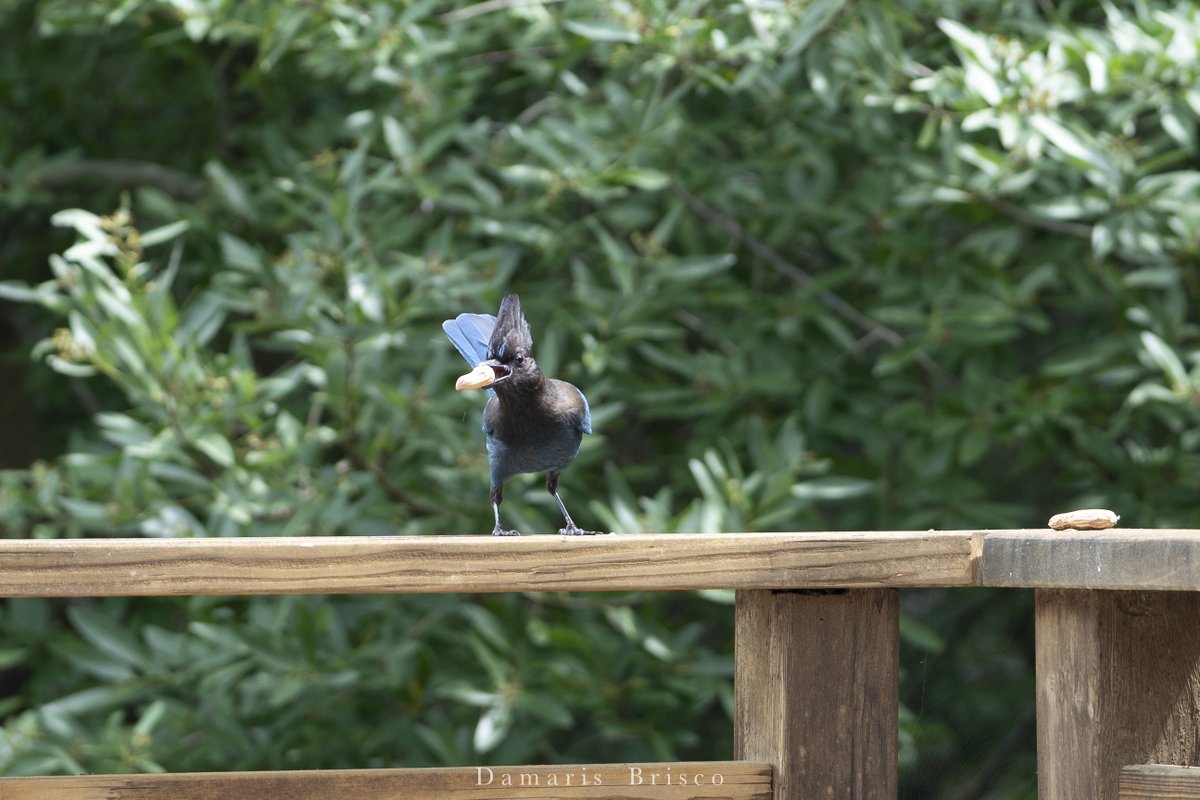 They got the second peanut without even landing on the railing - just bounced once and kept on flying. I got one shot of them with the third peanut; totally missed them on the fourth one. Kept coming in from different angles. I swear I heard them laughing in the trees. 5/