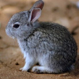  #winmetawin as bunnies: a devastating thread 