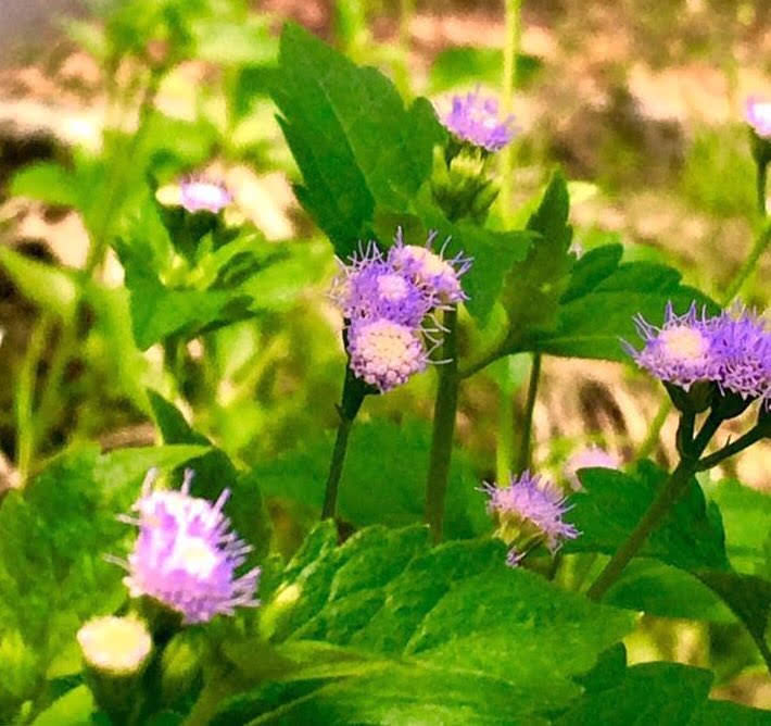 ouinokdum's tweet photo. Stay safe everyone 🤗

Twitter morning 

#Flowers #byoui 

🙎🏻‍♀️💟🦆 https://t.co/aYtuTDONkj