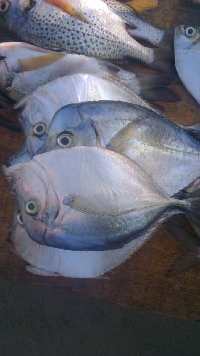 Name the fish & dish! Fish Name: Dish(es):