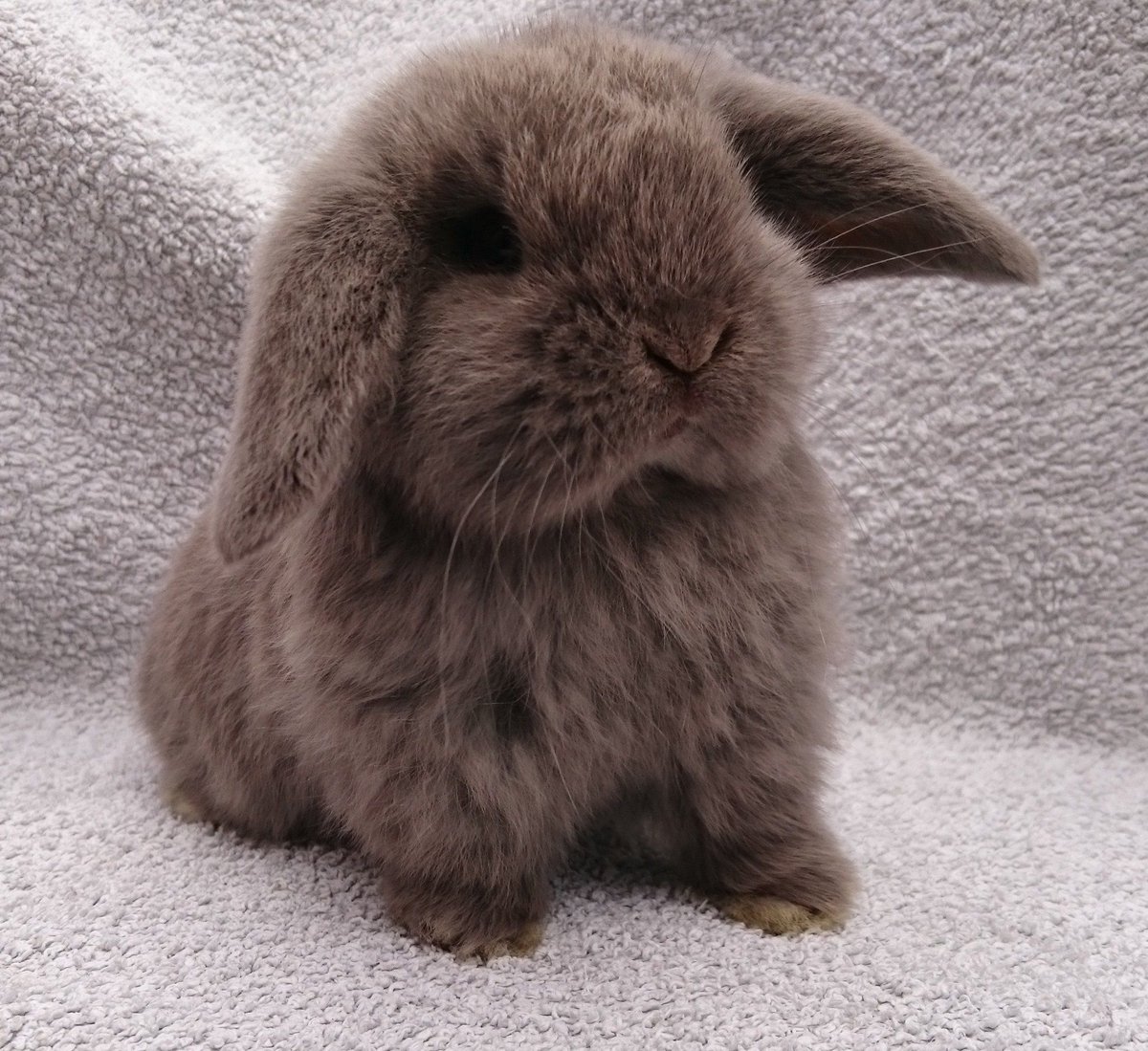  #winmetawin as bunnies: a devastating thread 