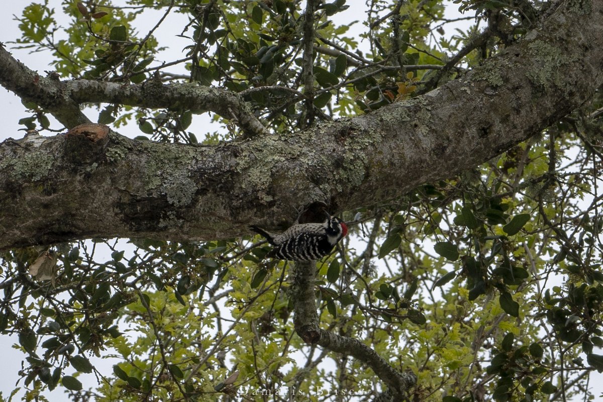 Bonus birb: I think this is a Nuttall's Woodpecker? One of a pair that lingered in the Coast Live Oak this afternoon. 8/8