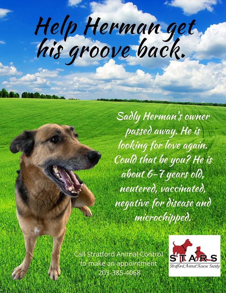 Help Herman find love again!
#STARS #AdoptDontShop #rescue #AHomeforHerman