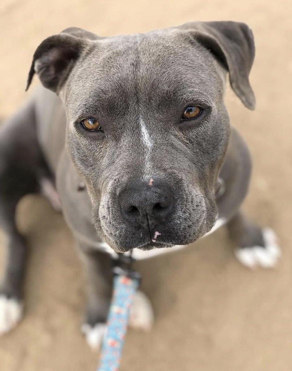 FresnoBully's tweet photo. Chica 💕💜 https://t.co/CK0fUsWP3K
