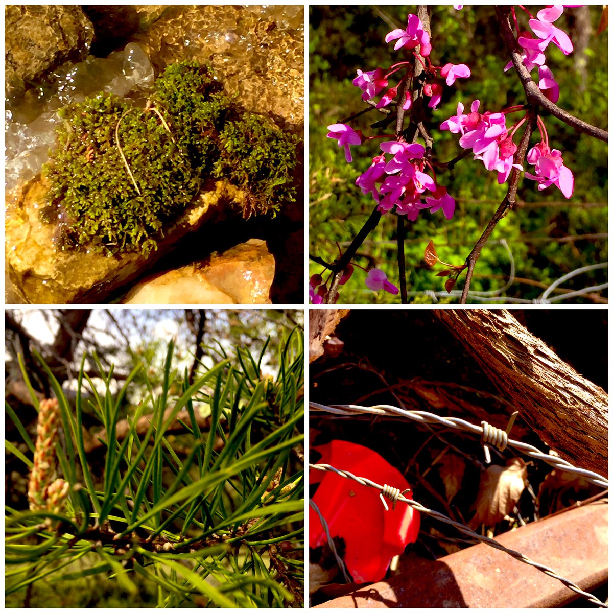 The COVID pandemic through my daughters eyes.  Social distancing in nature with a scavenger hunt.