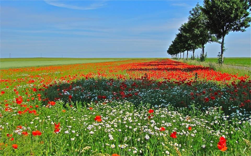 Kurdistan in spring