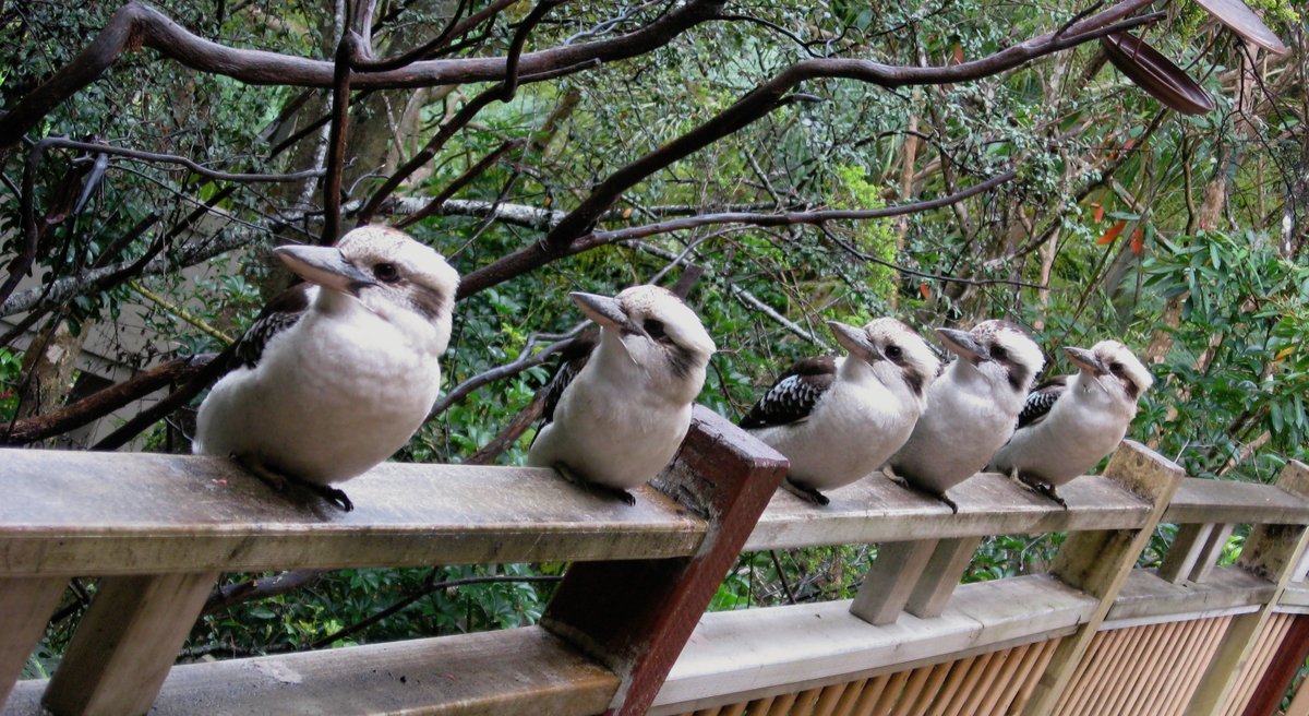 A great day is one which starts with a row of Kookaburras sitting on your front verandah...    @fred_od_photo  @ParrotOfTheDay  #NotAParrot   #ownpic  #ThisIsAustralia