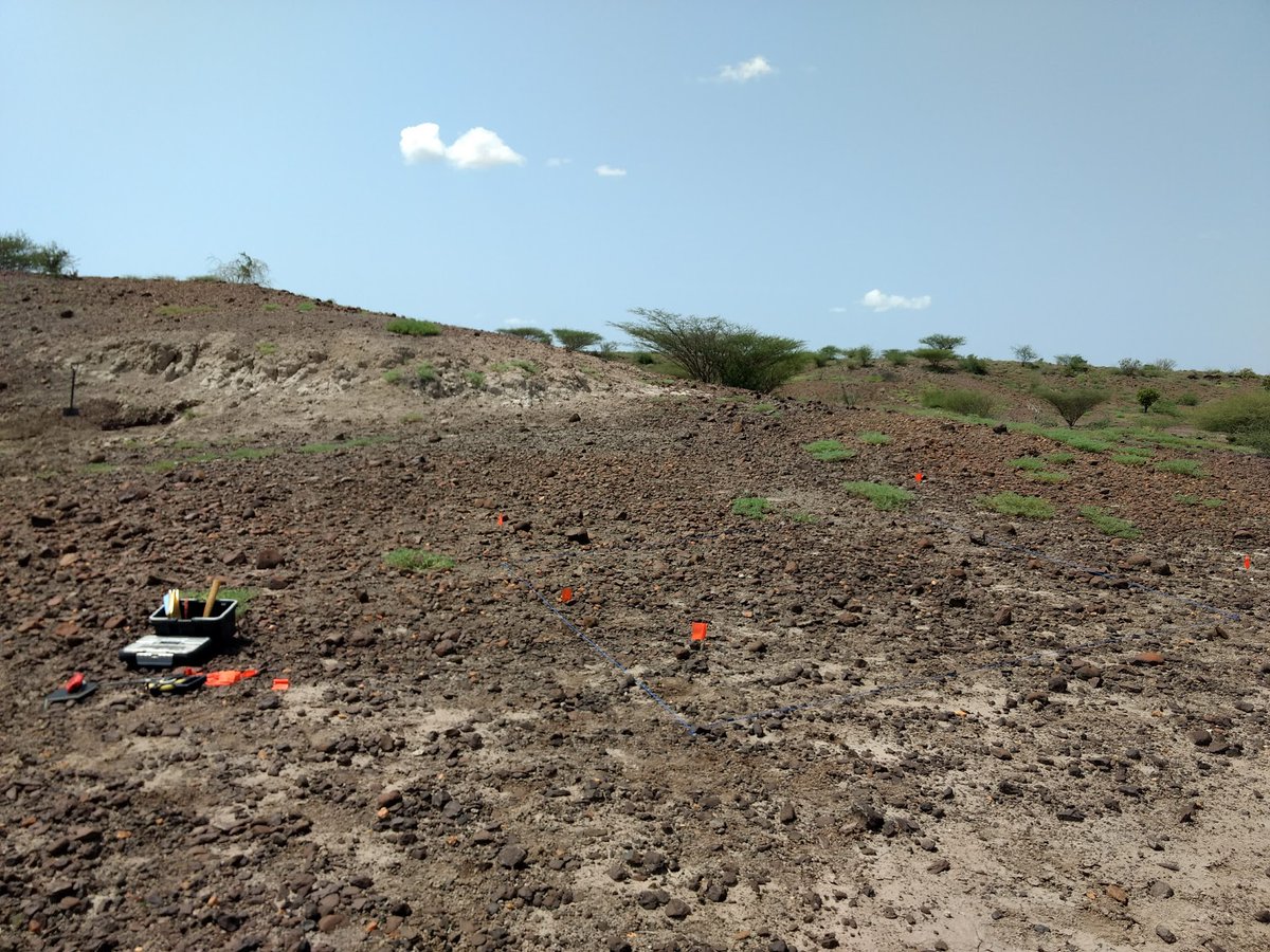 Reconstructing the paleoenvironment of East Turkana is crucial for understanding the evolution of fossil taxa. However, the East Turkana environment likely varied substantially among different subregions in the Upper Burgi Member due to the positioning of water sources.