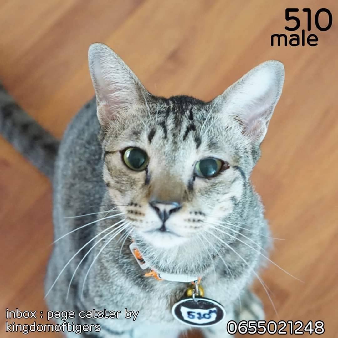 Catster & Co บ้านพักพิงแมวจร tweet media