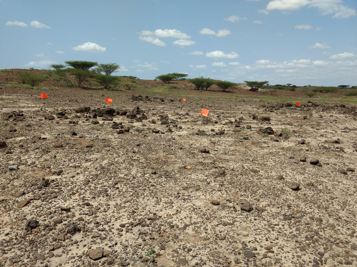 Future work should consider variation within each Turkana subregion and how paleontological collection methods may bias the available data to a primarily mammalian terrestrial ecosystem.