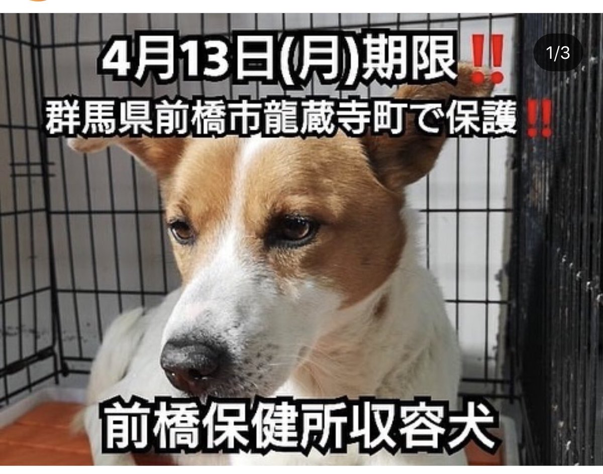 大タコちゃん 雑種 おとなしい 中型 前橋保健所収容犬 迷子犬 迷い犬 群馬 群馬県 群馬県動物愛護センター 前橋市 迷子 迷子犬の掲示板 迷子犬情報 迷子犬捜索 迷子関東 迷子 迷子犬の掲示板関東応援団 迷子犬情報 迷子 愛犬迷子 大タコちゃん 雑種 おとなしい 中型 前橋保健所収容犬 迷子犬 迷い犬 群馬 群馬県 群馬県動物愛護センター 前橋市 迷子 迷子犬の掲示板 迷子犬情報 迷子犬捜索 迷子関東 迷子 迷子犬の掲示板関東応援団 迷子犬情報 迷子 愛犬迷子