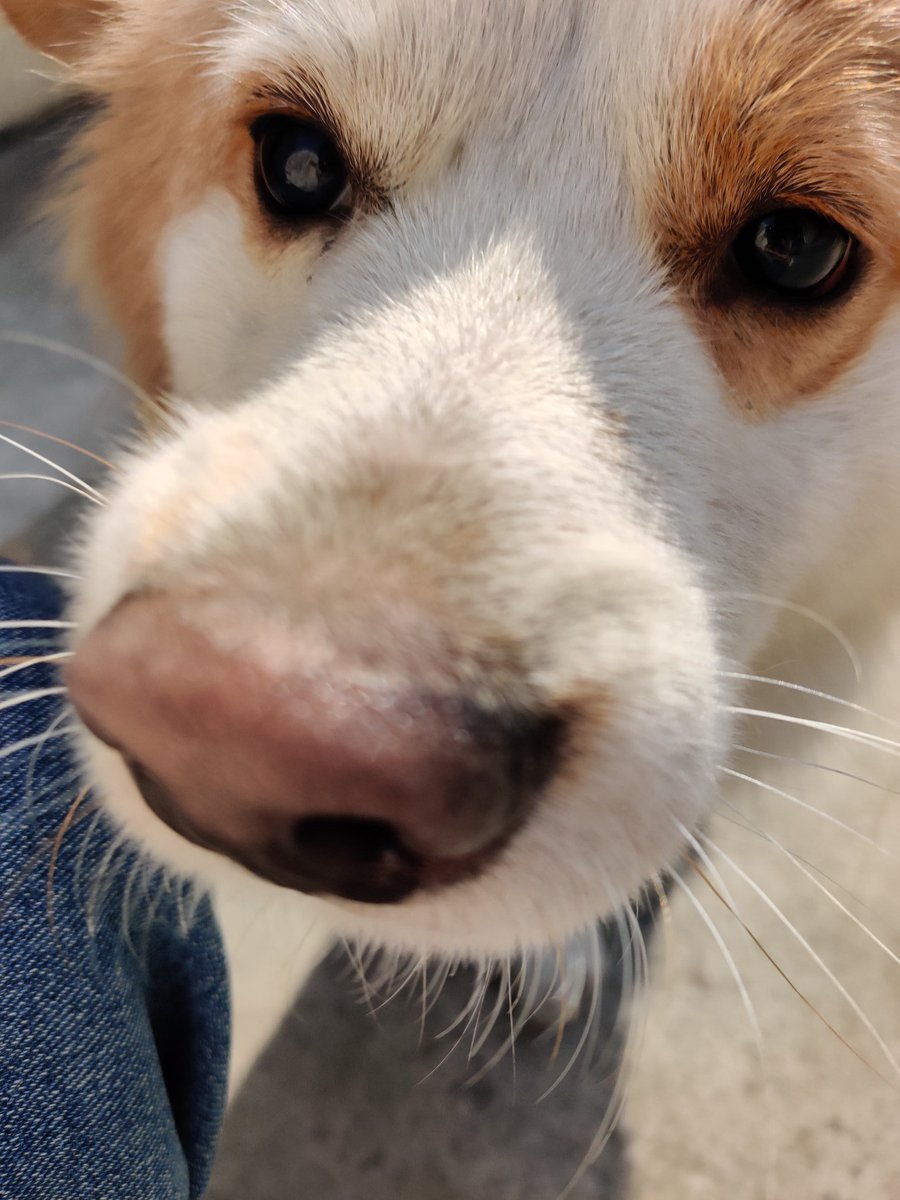 0927Yu's tweet photo. 🐶 https://t.co/28loWU2sSd