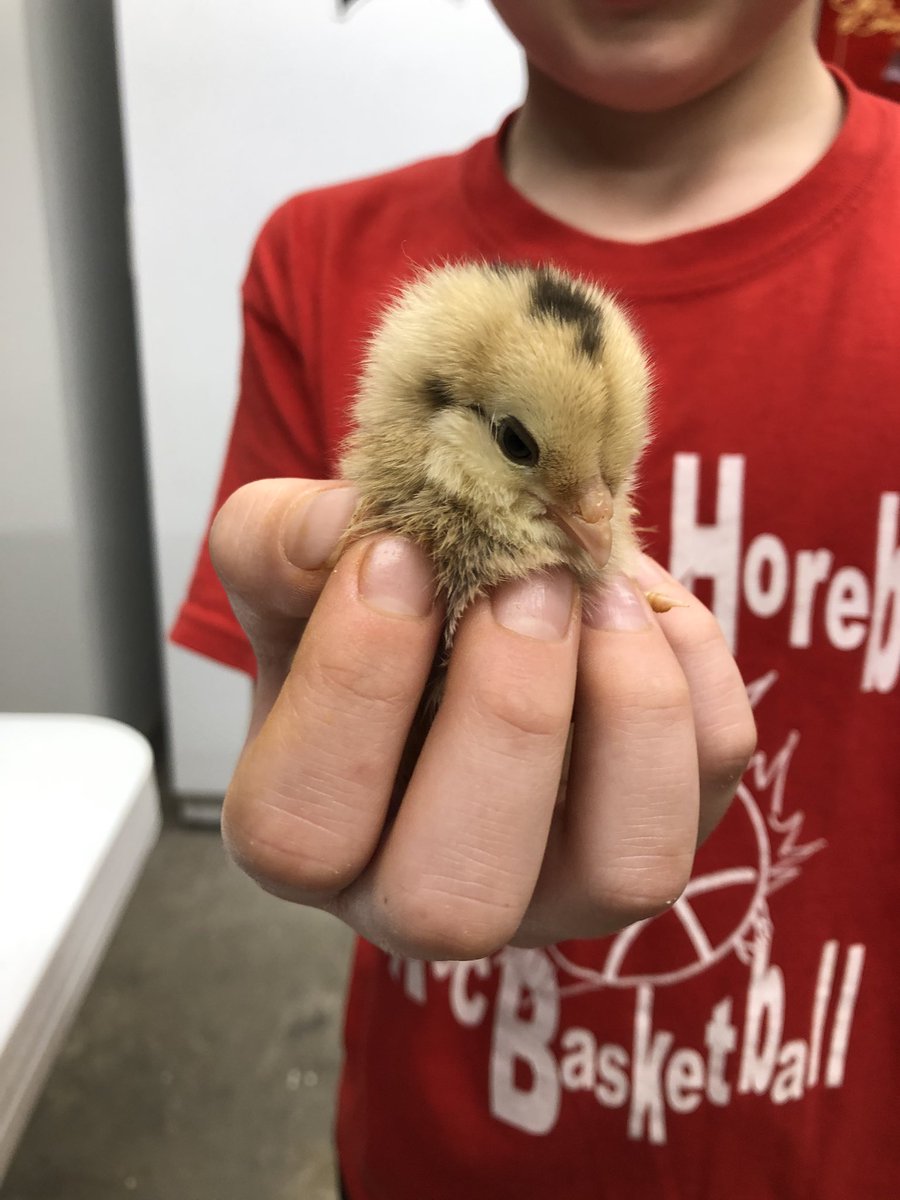 RJohnsonMHASD's tweet photo. @blakeshelton please meet Beak Shelton.  We are big fans!  Isn’t she cute?  Stay safe! https://t.co/SbDwrwFtIu