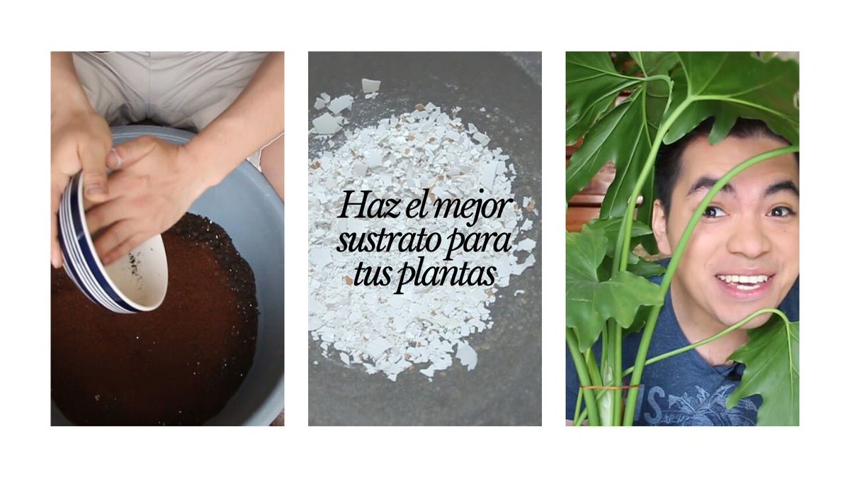 TuespacioM's tweet photo. Si te gustan las plantas de interior no te puedes perder este video sobre cómo hacer el mejor suelo para tus #plantas plantas. https://t.co/mxyiUFE8Mm
#jardín https://t.co/3wdticHHpY
