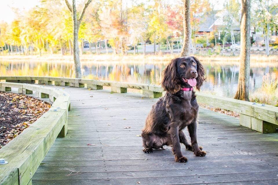 philvera's tweet photo. Grace, Lady of Habersham

“Dogs’ lives are too short.  Their only fault, really.” https://t.co/IuUWD7mpZV