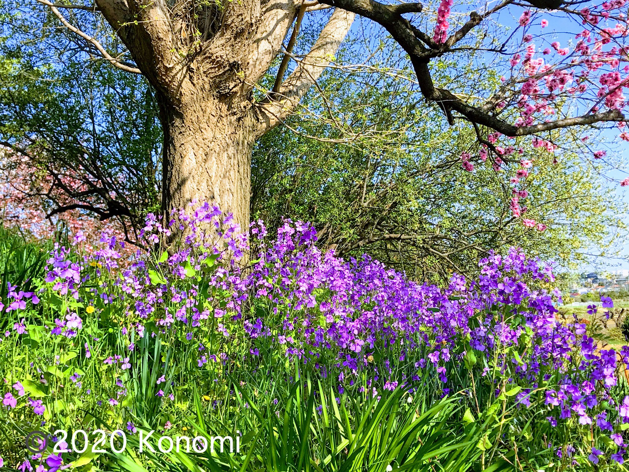 このみ 花大根 花 T Co Fyuh8qklj5 Twitter