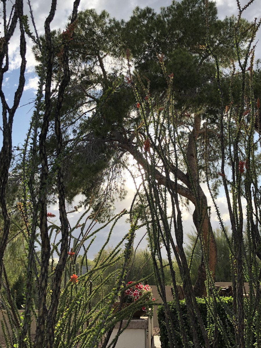 TM_10tori's tweet photo. I went outside today. At 5pm but still. It was awesome. #AZBeautiful #SpringDesertInBloom #clouds https://t.co/mWE8WncjO6