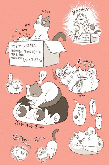 三毛ショとポメ勝 