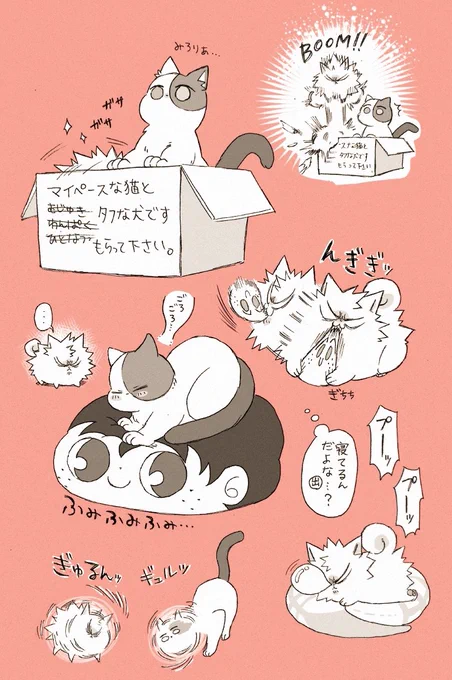 三毛ショとポメ勝 
