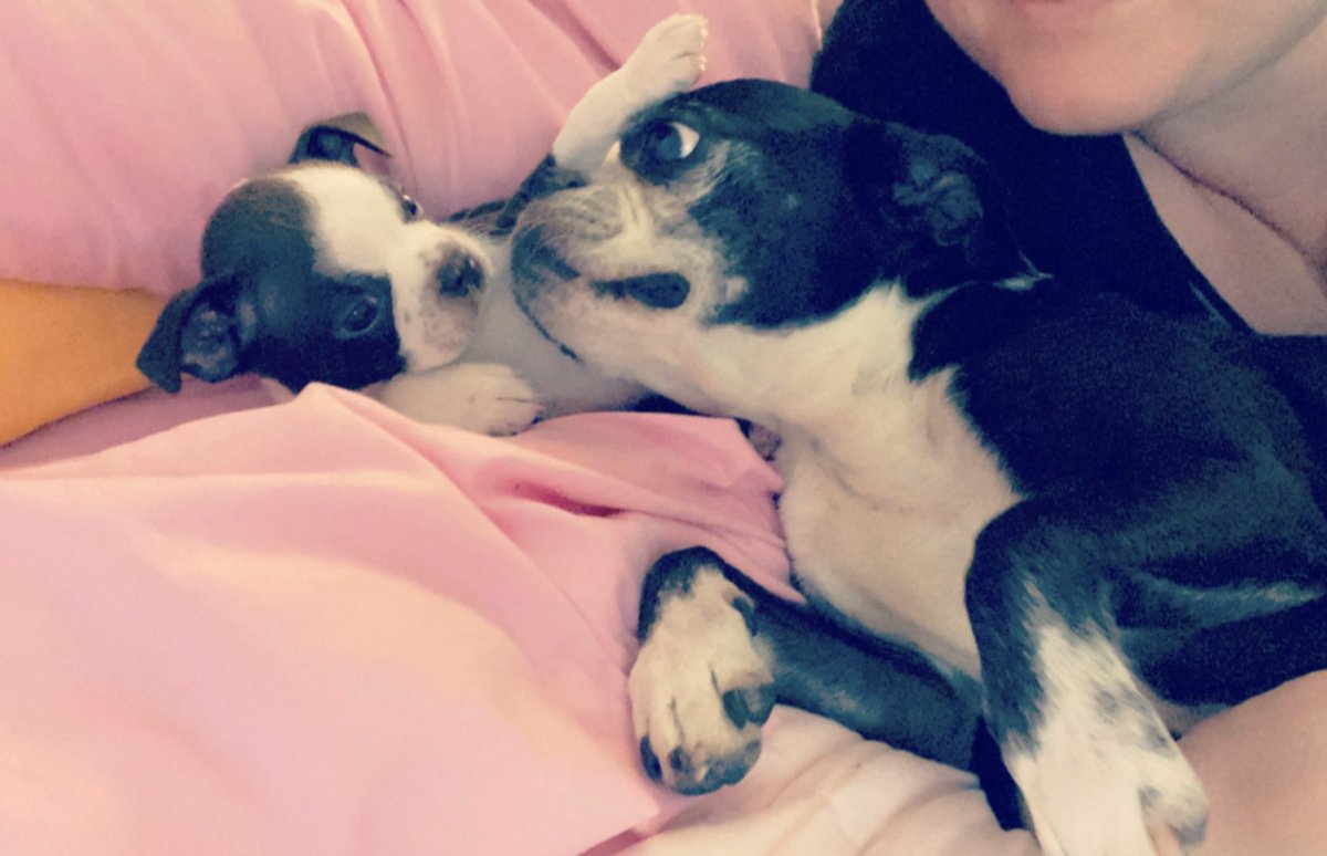 RushGrl2112's tweet photo. @JCqctus Buster &amp; Booger https://t.co/rmF0BBE6YE