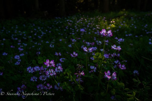 レンゲ Twitter Search Twitter レンゲ Twitter Search Twitter