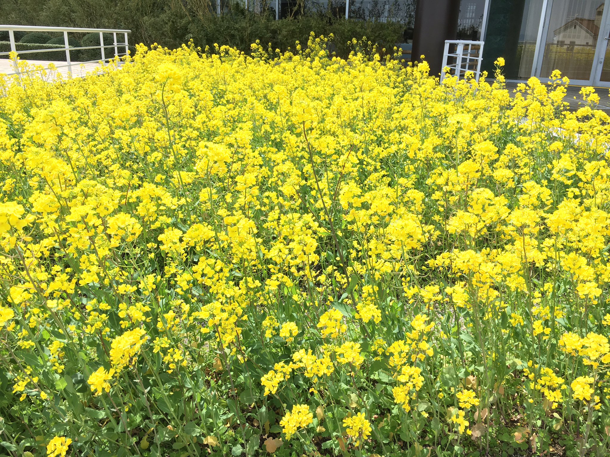 Uzivatel 琵琶湖ホテル Na Twitteru 山野草プロジェクト 菜の花 琵琶湖ホテル湖側に植えられている菜の花が満開です 多様な生き物の宝庫である里山環境を再現しようと 在来種を中心に約100種類の山野草が植えられています 山野草プロジェクトついてはこちら