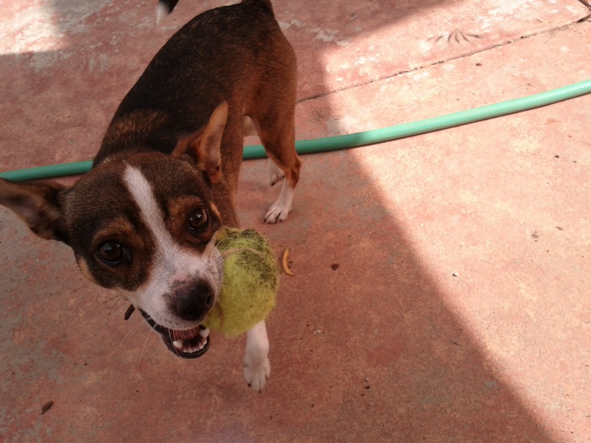 Chihuahua / Terrier mix holding a beaten up tennis ball in mouth.