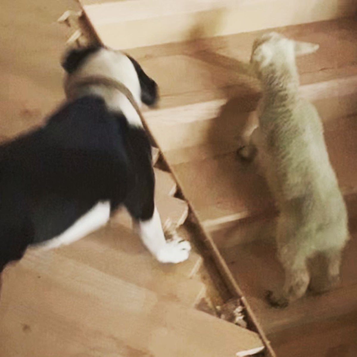 Anna Opacian tweet media