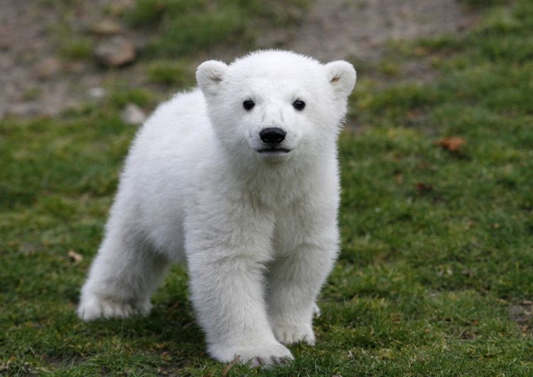 a devastating yet heartwarming thread of the cutest bears