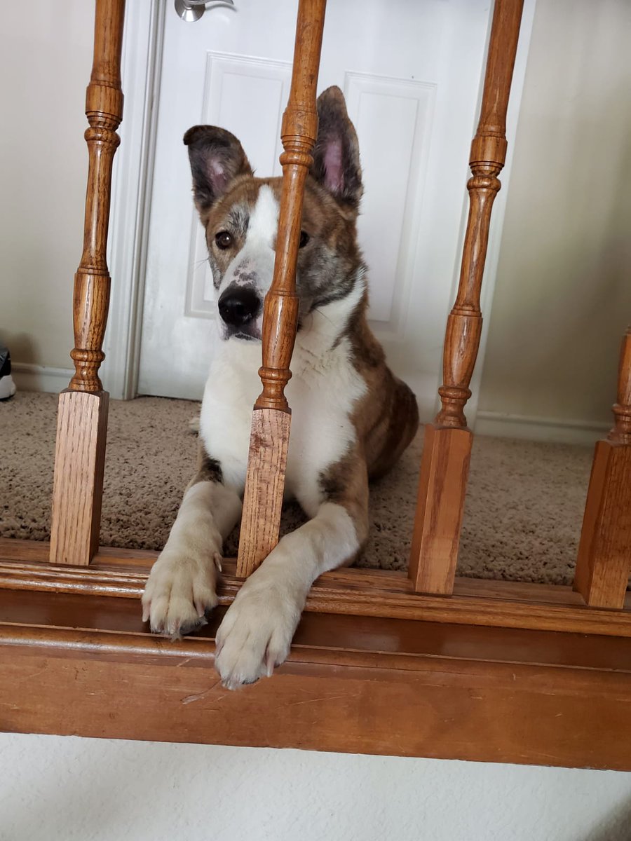 Lagreeneyes03's tweet photo. Meet Zoey! #dogsforpete #QuarantineLife #RescueDogs https://t.co/e45duYNpNf