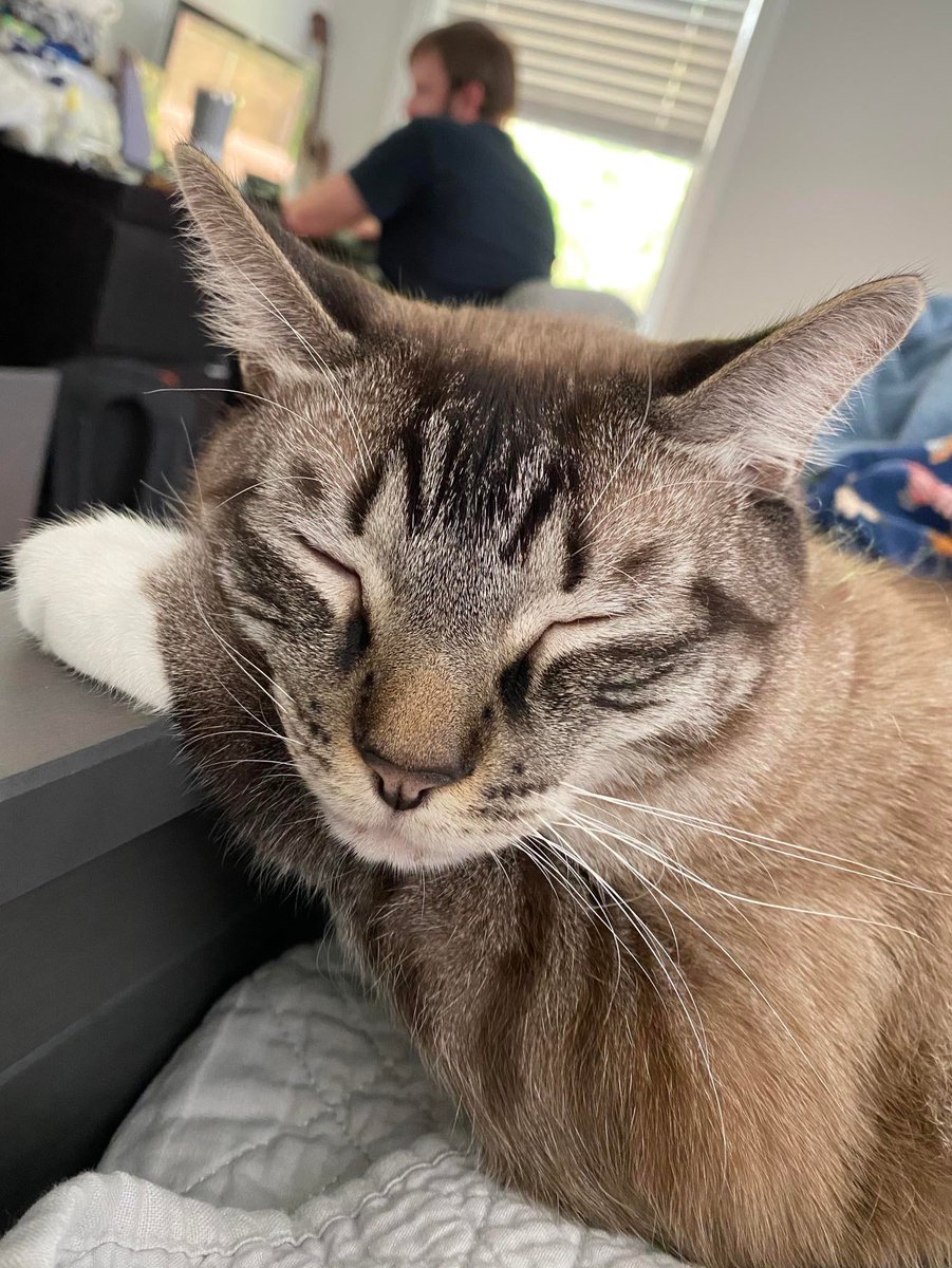 MeowMoeDotCom's tweet image. We don’t seem to be #Interrupting his #Work #Flow.
 
#Cats #Cat #Kittens #Kitten #Kitty #Pets #Pet #Meow #Moe #CuteCats #CuteCat #CuteKittens #CuteKitten #MeowMoe
 
#Dont
 
meowmoe.com/612227/we-dont…
 
.