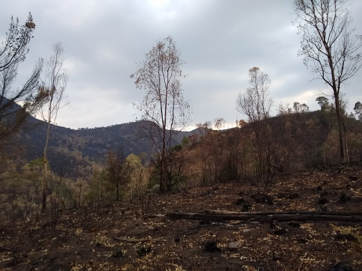 Motorolizer's tweet photo. La devastación ocasionada por los incendios de finales de marzo de este año en el 
Pico Tres Padres (#Cuauhtépetl) en #GAM y en el Picacho El Fraile en #Tultitlán. Realmente son héroes los que lucharon para sofocar el fuego; y a su debido tiempo la zona renacerá de sus cenizas. https://t.co/rxLY8JJTW6
