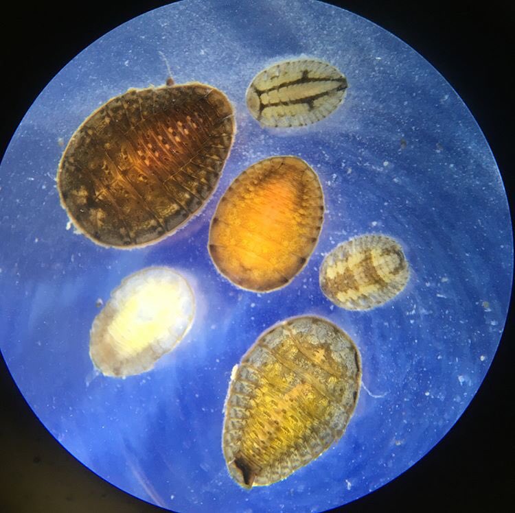 mostreamteam's tweet photo. What is your favorite critter to find in the stream?
#MoStreamTeam #GreatRiversState #MoOutdoors #WaterQuality #AquaticEntomology #WaterPenny #Mayfly #Caddisfly #Stonefly #Hellgrammite #Alderfly #MoBugs #MoInsects https://t.co/UCDS4CoNgw