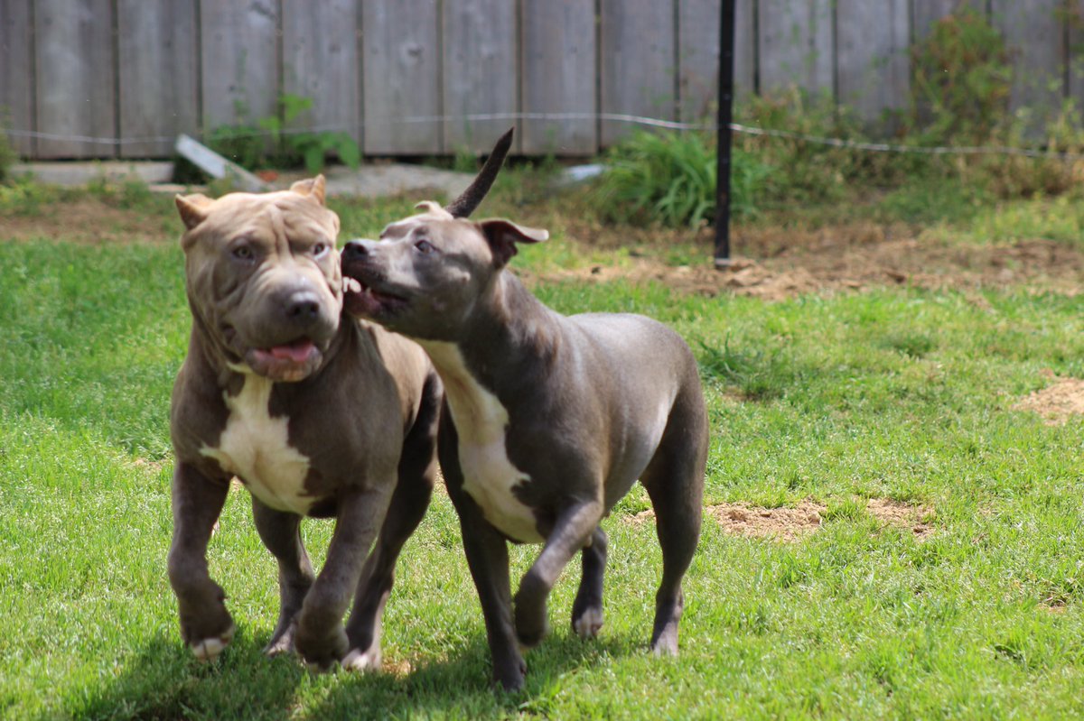 SirJeremyLondon's tweet photo. The Grandpuppies, Medusa, Miami and Viper... https://t.co/potzdss7p9