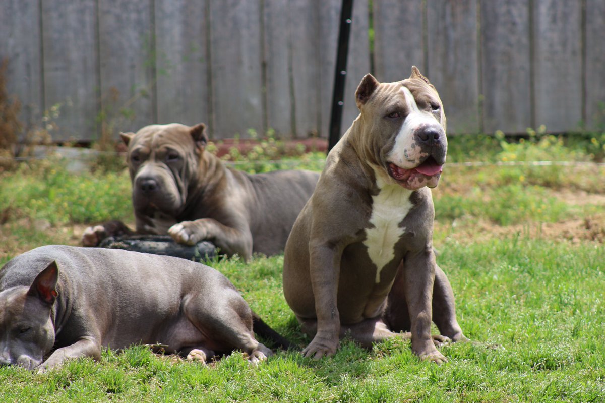 SirJeremyLondon's tweet photo. The Grandpuppies, Medusa, Miami and Viper... https://t.co/potzdss7p9