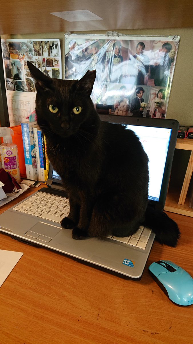 猫キーボード