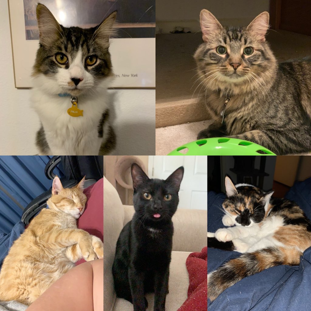 halley_Cakes's tweet photo. we have an obsession with @theofficenbc starting on top left to right False,True,Dwight,Tuna (Jim’s nickname from Andy), and Pam. All of this started based off the way Dwight says False and our love of the show @jennafischer @AngelaKinsey @rainnwilson @johnkrasinski @SteveCarell https://t.co/yVvSWMVi2t