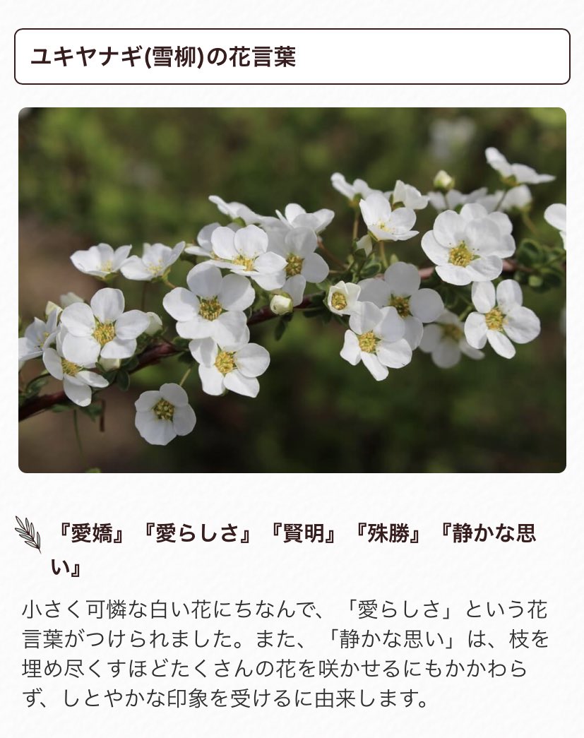 れん Abceo ジミンちゃん誕生日の花がユキヤナギで10月の秋生まれなのに雪大好きだしもうこの子はユキヤナギの妖精なのでは たぶんそう れん Abceo ジミンちゃん誕生日の花がユキヤナギで10月の秋生まれなのに雪大好きだしもうこの子はユキヤナギの妖精なのでは たぶんそう