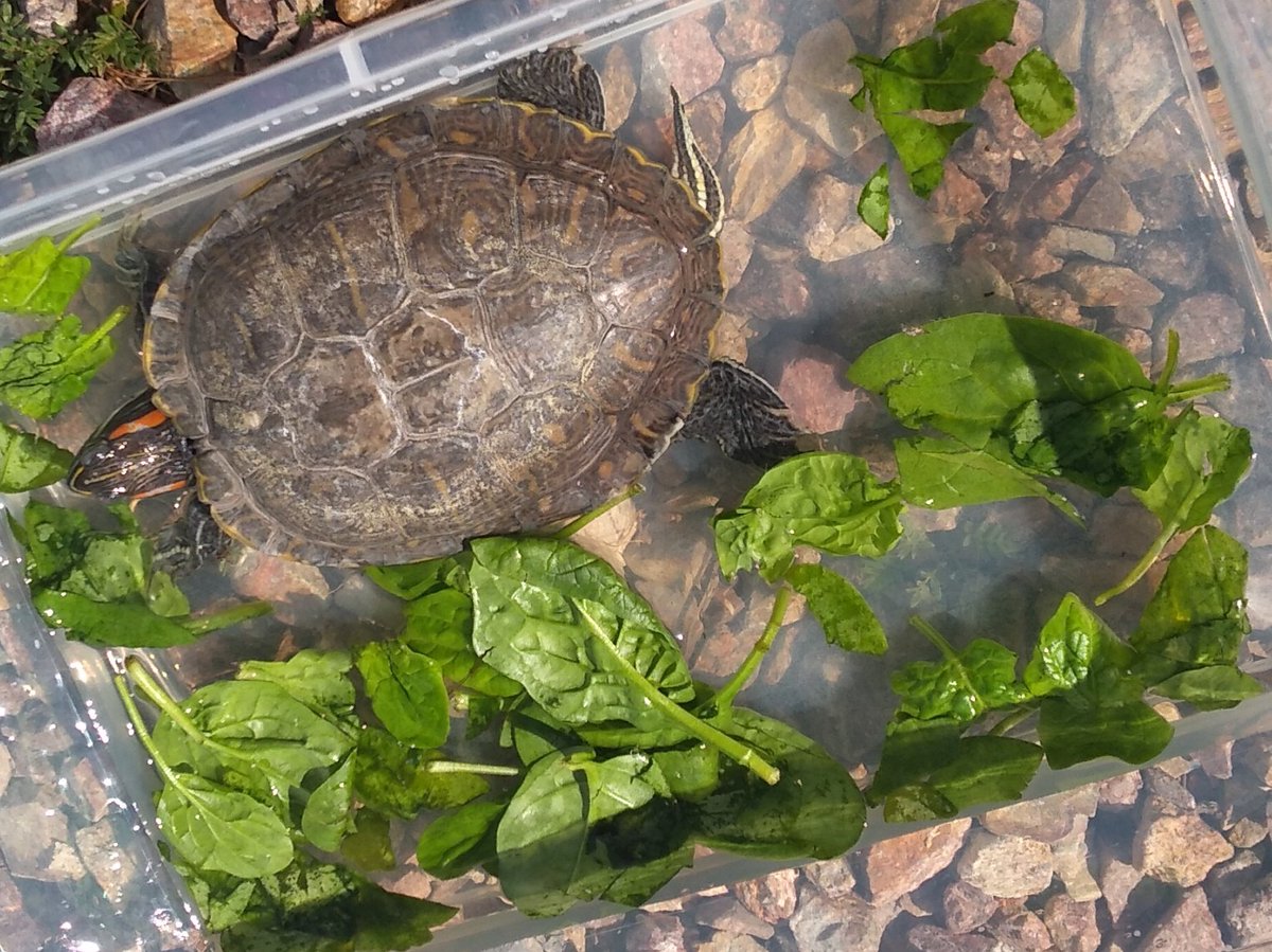 You know it's the apocalypse when you see an aquatic turtle strolling around the desert. #LasVegas #Lasvegaslockdown #marinelife