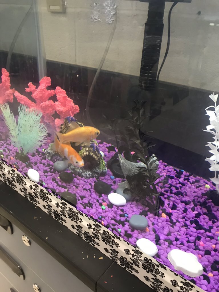 callen6Pscience's tweet photo. Missing room 115 and my 6P scientists 💜 Coral and Reef hope you’re out making observations and testing a few hypotheses! Stay safe! https://t.co/sHNi3N85To