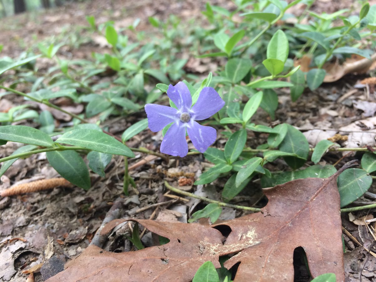 We also saw (but did not pick) some periwinkle, vinca minor, which is often found in historic cemeteries here.