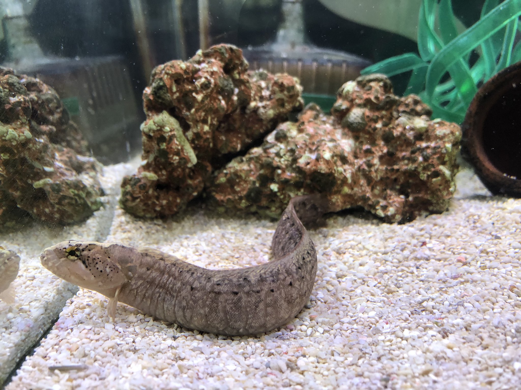 浜名湖体験学習施設ウォット ギンポのムチムチボディがたまらない 浜松 水族館 浜名湖 ウォット 飼育員 ギンポ たまらん T Co Lp8whsbc2k Twitter