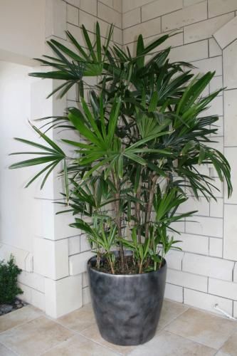 decor_era's tweet photo. Best Bedroom Plants for a Prettier, Healthier Space
1. Lavender
2. Lady Palm
5. Rosemary
4. Areca Palm

#interiordesign #interiordesigner #homedecor #homesweethome #decore #decorera #architect #interior #interiordecor #homedesign #buildyourownhouse #homeandliving https://t.co/vNhFXSvw9G