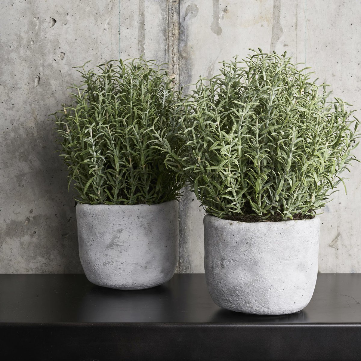 decor_era's tweet photo. Best Bedroom Plants for a Prettier, Healthier Space
1. Lavender
2. Lady Palm
5. Rosemary
4. Areca Palm

#interiordesign #interiordesigner #homedecor #homesweethome #decore #decorera #architect #interior #interiordecor #homedesign #buildyourownhouse #homeandliving https://t.co/vNhFXSvw9G