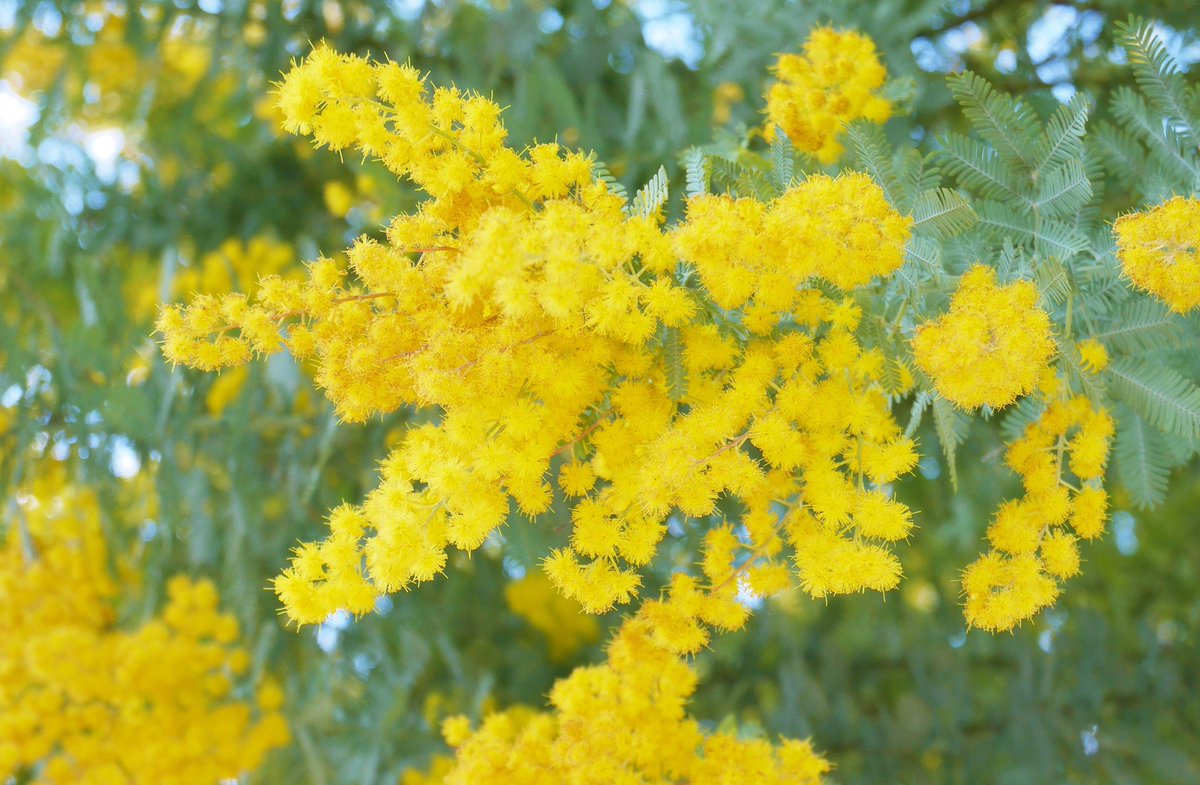 花 Twitterren ガラスの靴で踊る ミモザ 金色の甘いキスを 連れてゆくよ 君がいれば きっと最後の恋さ ゴスペラーズ 今日の誕生花 ミモザアカシア 花言葉 優雅 ミモザ アカシア 12時 ﾅｴ